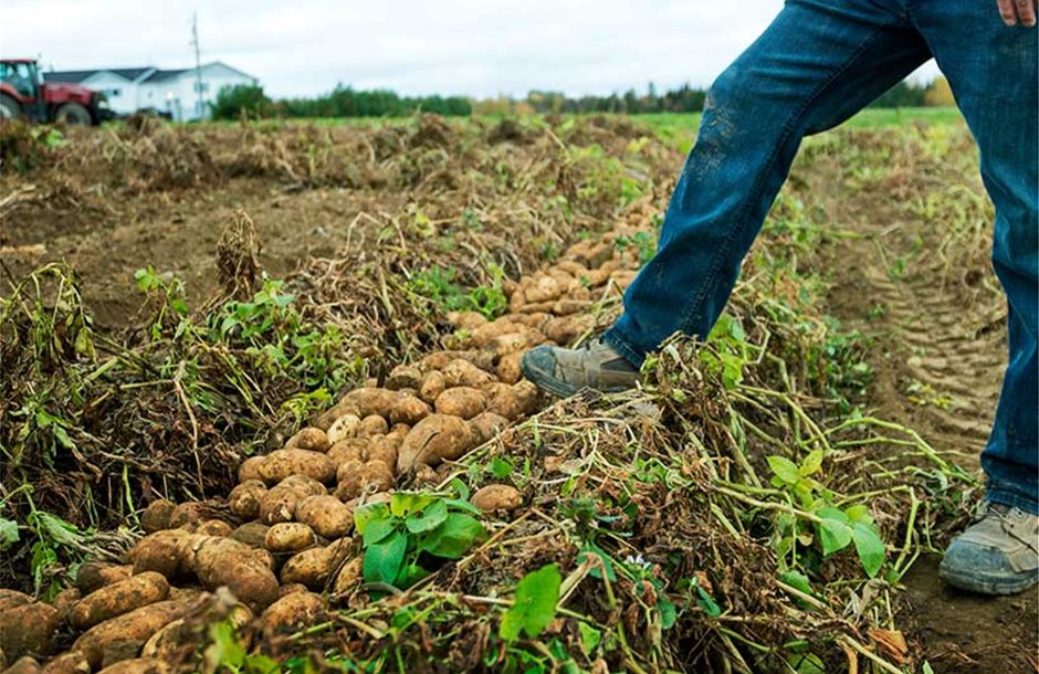 mccain-grower-in-potato-field