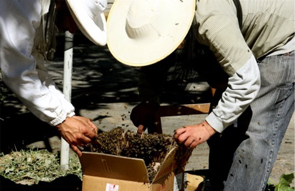 Μέχρι 31 Ιουλίου μαθήματα για τους μελισσοκόμους