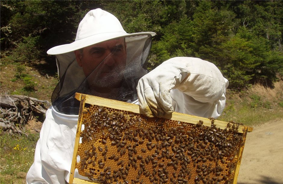 Μέχρι 21 Ιουλίου αιτήσεις για ερευνητικά προγράμματα στη μελισσοκομία
