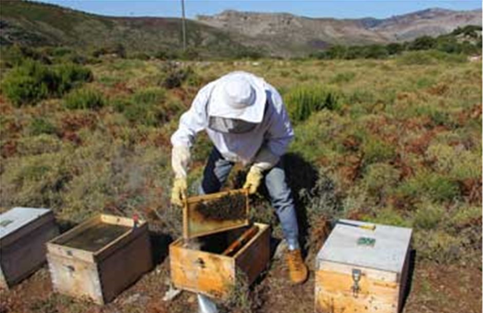 Στα 2,875 εκατ. η εθνική συμμετοχή για τη μελισσοκομία