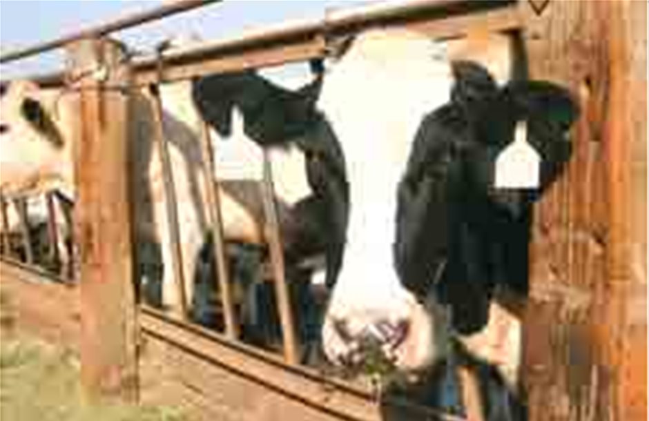 Τη στήριξη των βιομηχανιών ζητούν οι αγελαδοτρόφοι