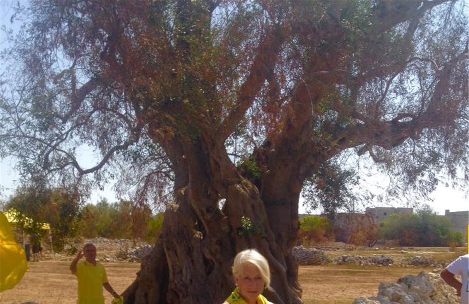 Η Έλεν Μίρεν αγωνιά για τα άρρωστα αρχαία λιόδεντρα της Απουλίας