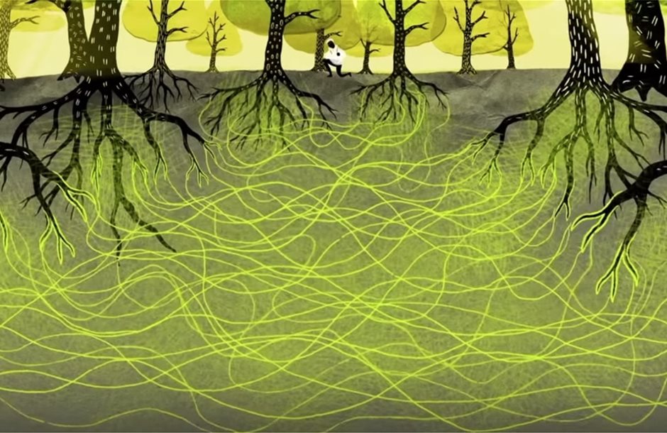 network-mycorrhizal-fungi-trees-forest-communication