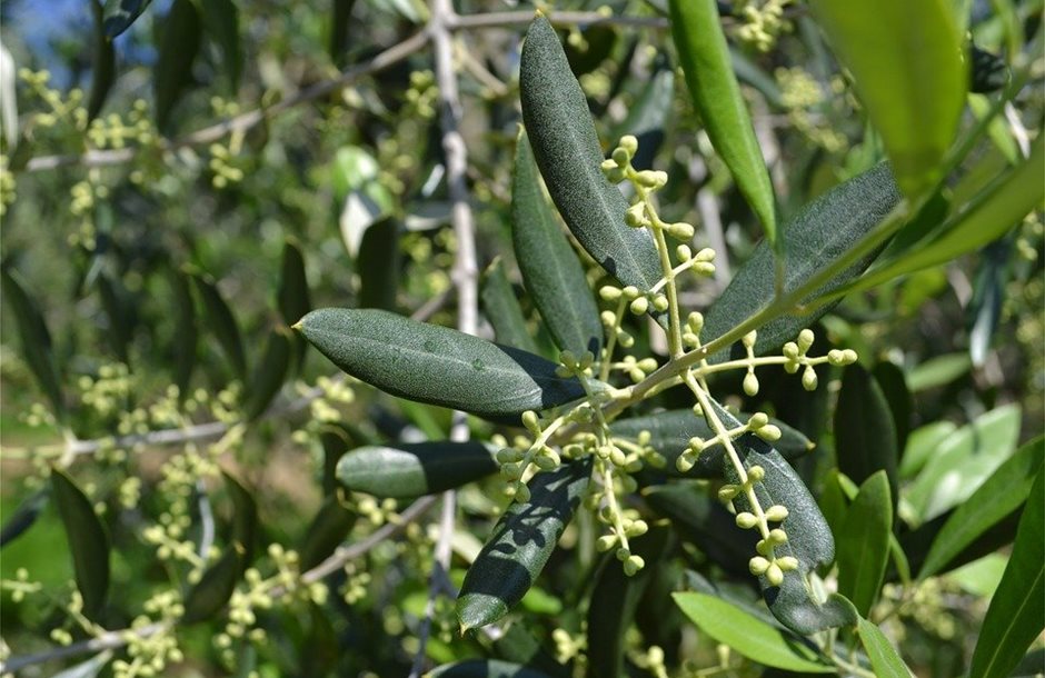 olive-flowers-886879_960_720