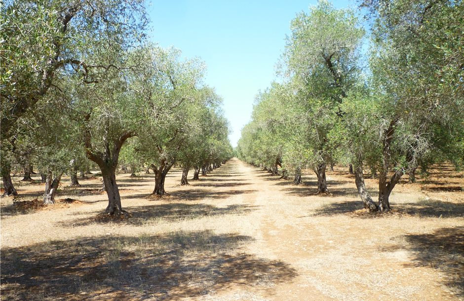 olive-grove-886869_1920-2