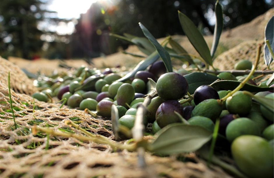 olive-harvest