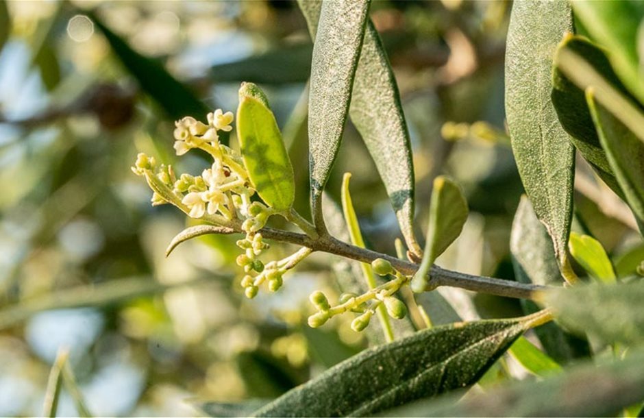 olive-spring