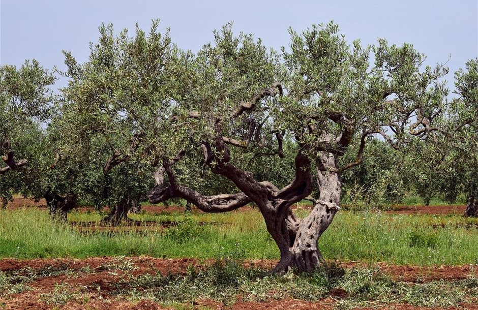 olive-tree-3432442_960_720