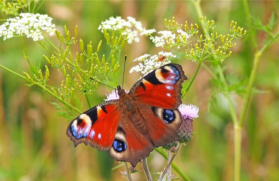 peacock-butterfly-Pixabay-kie-ker-1526939_1920
