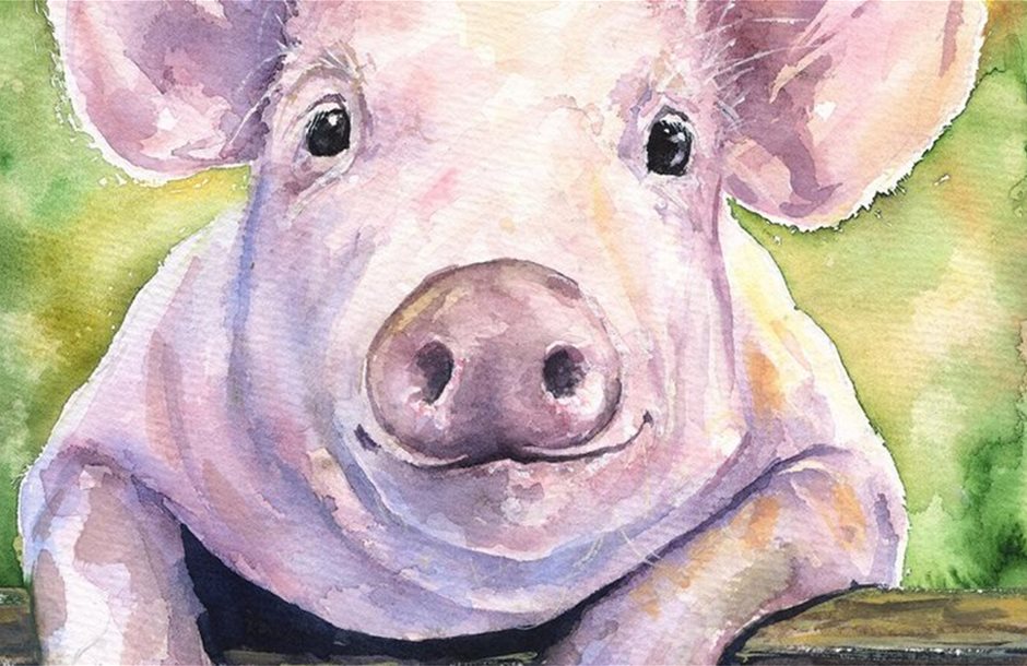 pig