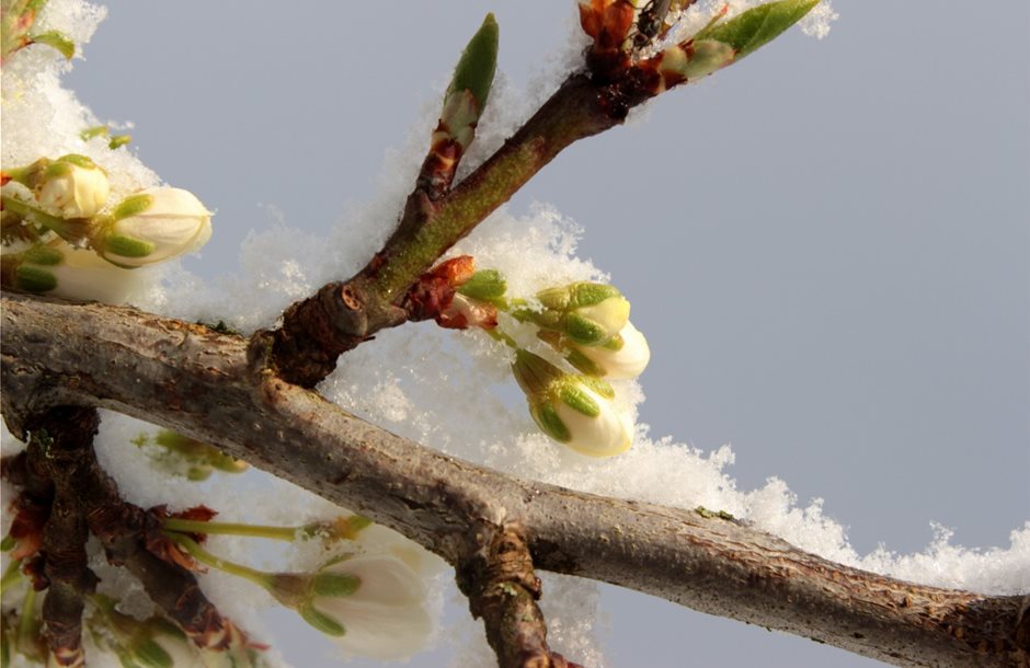 plum_tree_prunus_domestica_plum_bud_bud_blossom_leaves_spring_snow-1039724