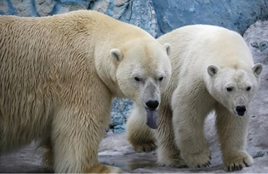 Κίνδυνος για τον πληθυσμό των πολικών αρκούδων 