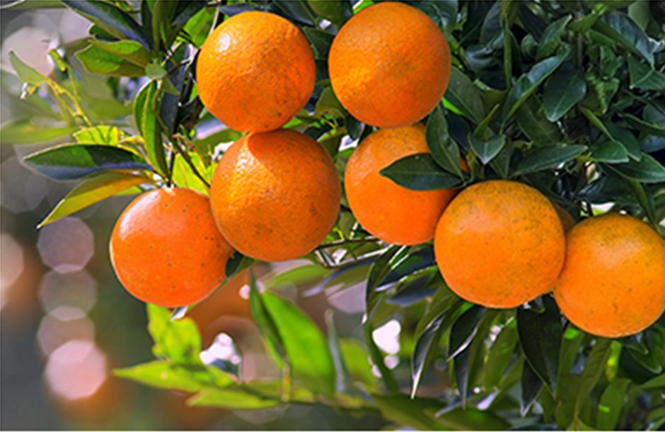 Επανακτά εδάφη διεθνώς το ελληνικό πορτοκάλι