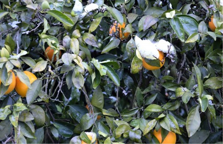 portokalia-pagetos