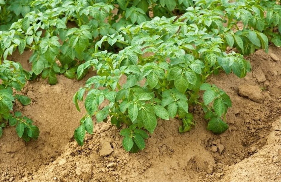 potato-plants-growing-hills