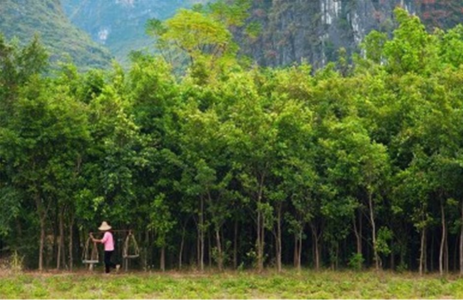«Πράσινο Σινικό Τείχος» από δέντρα κατά της ερημοποίησης