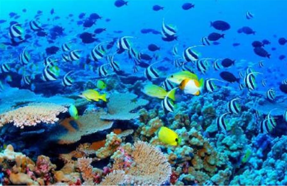 ΥΠΕΚΑ: Ναυαρχίδα της βιοποικιλότητας οι θάλασσες