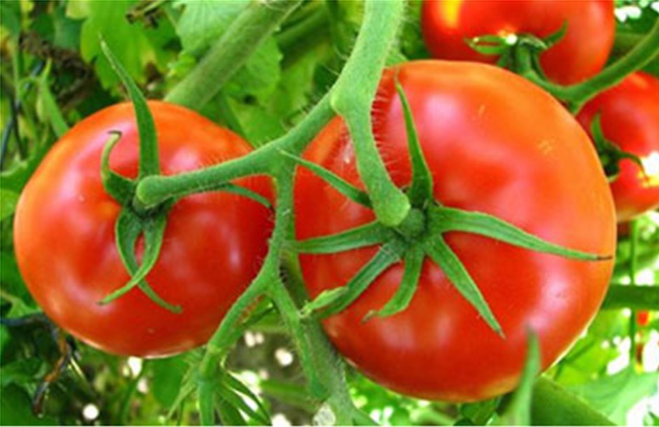 Πίεση στην τιμή της υπαίθριας ντομάτας από όψιμες περιοχές