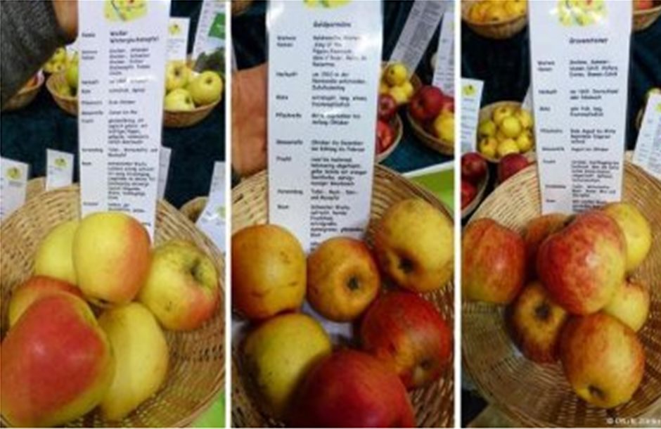 Yπό εξαφάνιση σπάνιες ποικιλίες μήλων στη Γερμανία