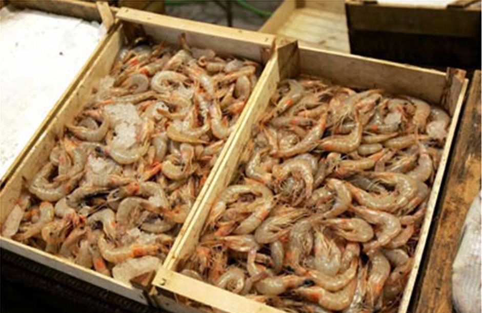 Κατασχέθηκαν 20 κιλά ακατάλληλες γαρίδες και καραβίδες στον Πειραιά