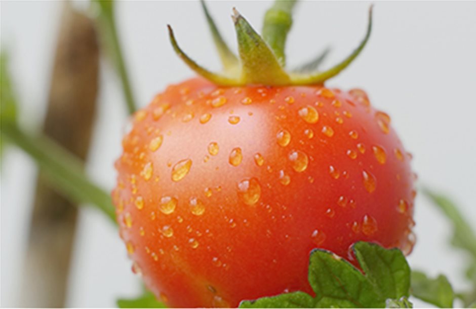 Ανακοπή στις καλές τιμές ντομάτας θερμοκηπίου