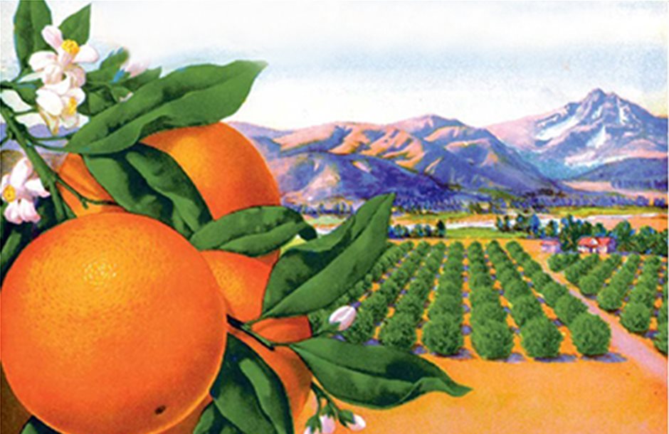 Αιτήσεις χυμοποιείων ως 20 Νοεμβρίου για συνδεδεμένη πορτοκαλιού