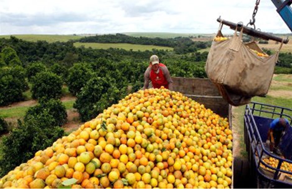 Βάση το 33% για τα εξαγώγιμα πορτοκάλια 