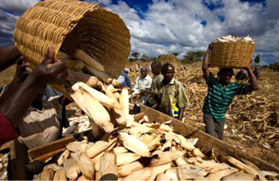 Λιγότερο κατά 26% καλαμπόκι στη Ν. Αφρική, βλέπει ο FAO 