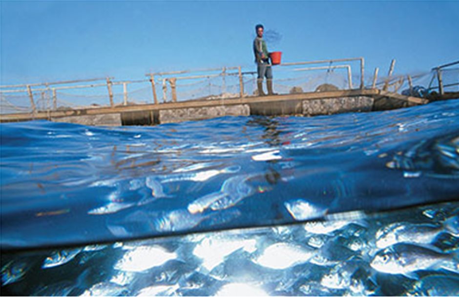«Έσπασαν» το ρωσικό εμπάργκο τα ελληνικά ψάρια ιχθυοκαλλιέργειας 