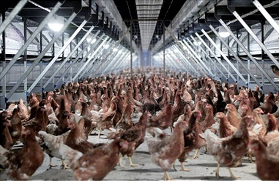 Η Ολλανδία ξεκινά ελέγχους στο κρέας των πουλερικών
