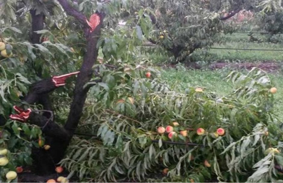 Βροχή και χαλάζι πλήγωσαν δεντροκαλλιέργειες στην Άρνισσα
