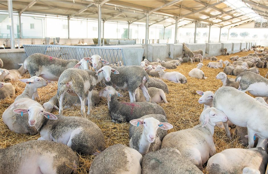 sheep_4
