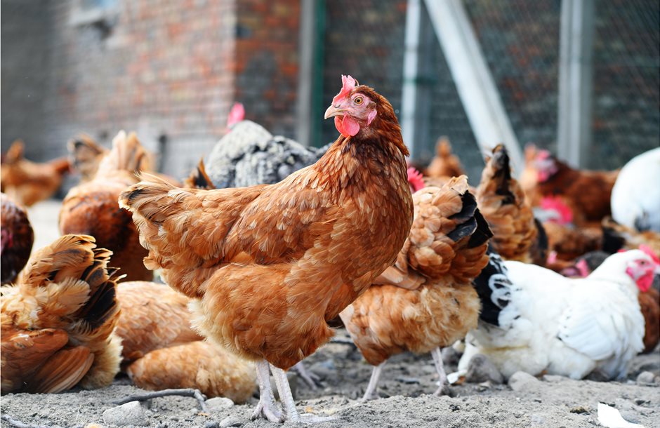 shutterstock_297723860-chickens-on-traditional-free-range-poultry-farm