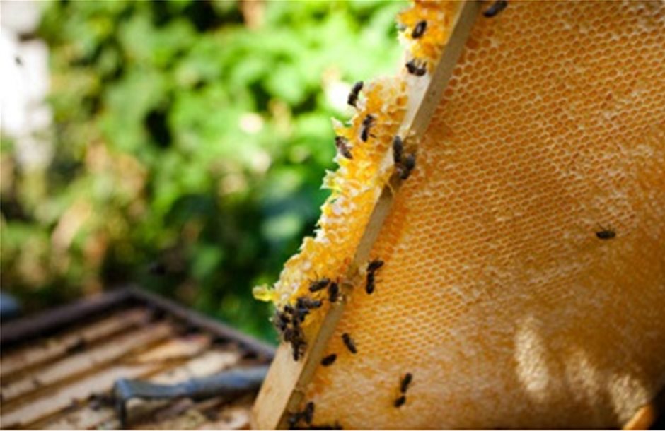 Η ισπανική παραγωγή μελιού πέφτει καθώς οι μέλισσες χάνονται