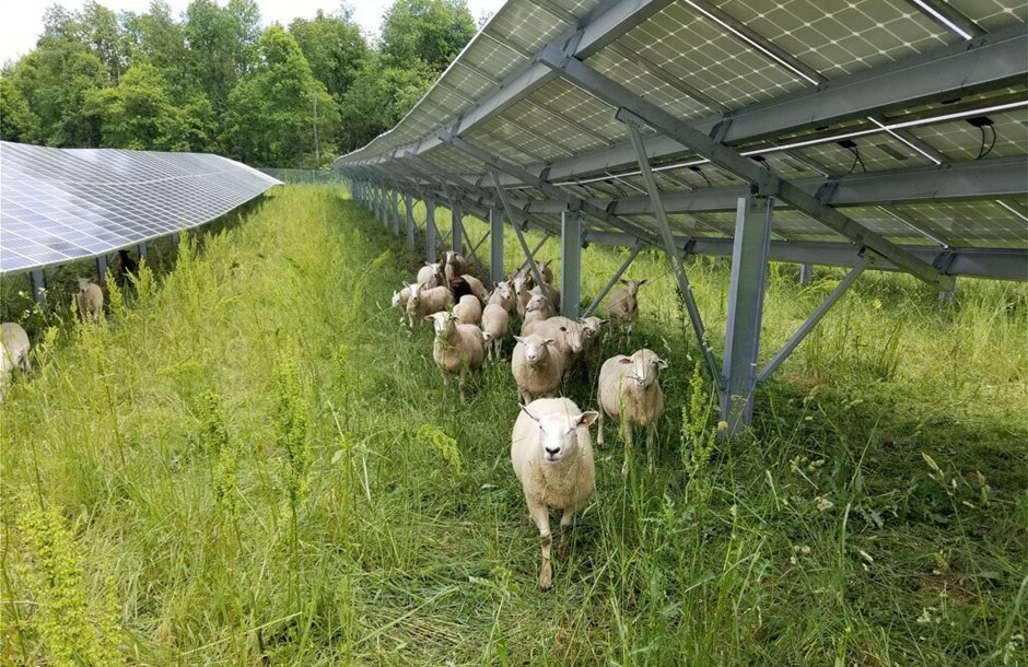 solar_sheep