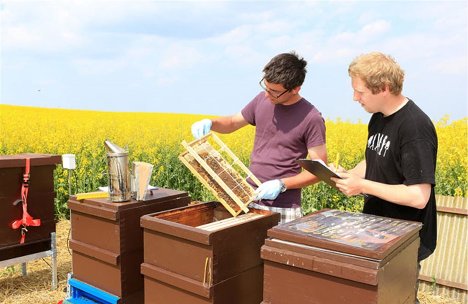 Δεν επηρεάζει τις μέλισσες η επένδυση των σπόρων δείχνει ευρεία μελέτη αγρού της Bayer 