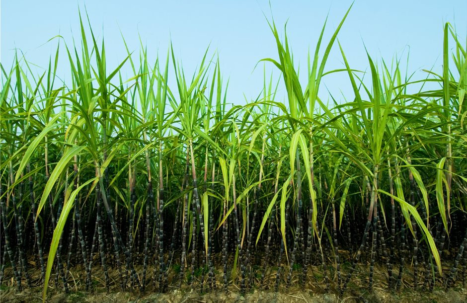 sugarcane1311