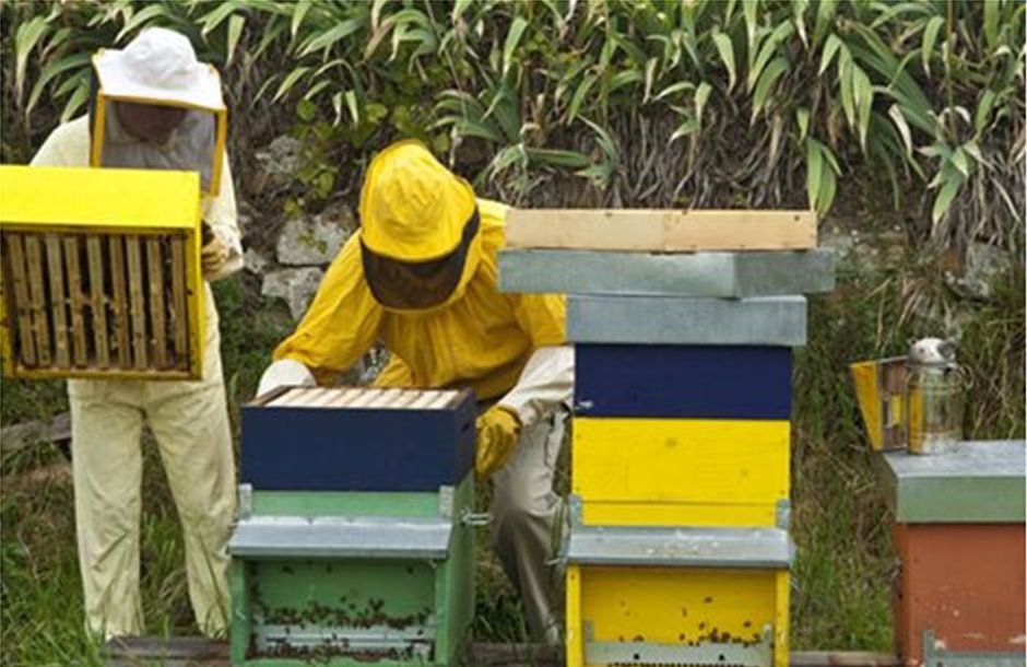 Αίτημα για αποζημιώσεις σε μελισσοκόμους Ηρακλείου λόγω καύσωνα