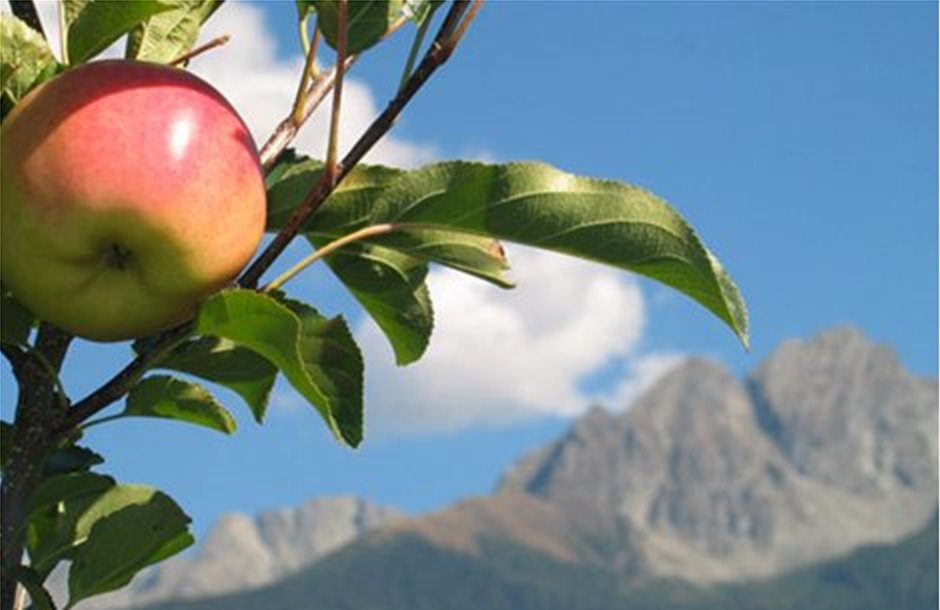 Μικρές οι προσβολές από φουζικλάδια και καρπόκαψα στις μηλιές Θεσσαλίας
