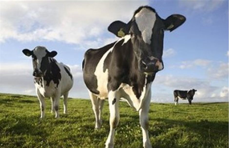Νέο κρούσμα «τρελών αγελάδων» στην Ισπανία