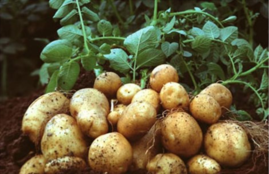Κίνδυνος προσβολής από τη φθοριμαία στα νεαρά φυτά πατάτας