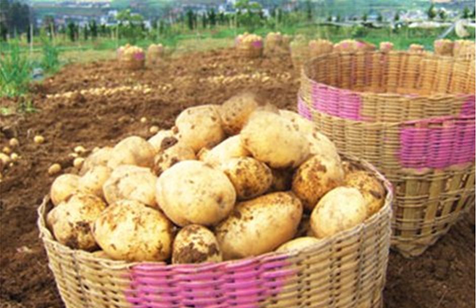 «Επικίνδυνες μέρες» για την πατάτα Δυτικής Ελλάδας από περονόσπορο και αλτερνάρια 
