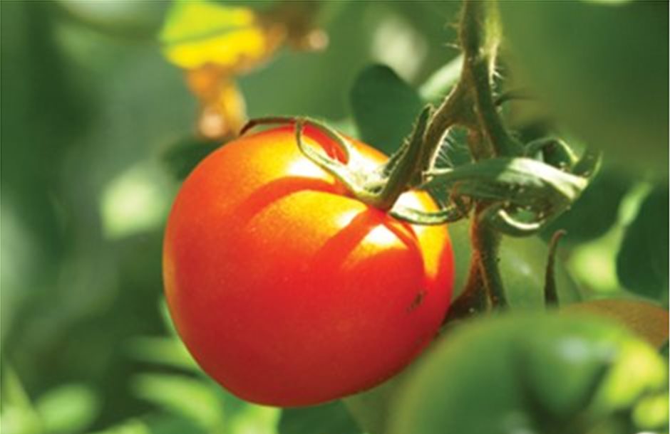 Δεσμεύτηκαν 1.640 κιλά ντομάτα αγνώστου προελεύσεως στον Πειραιά