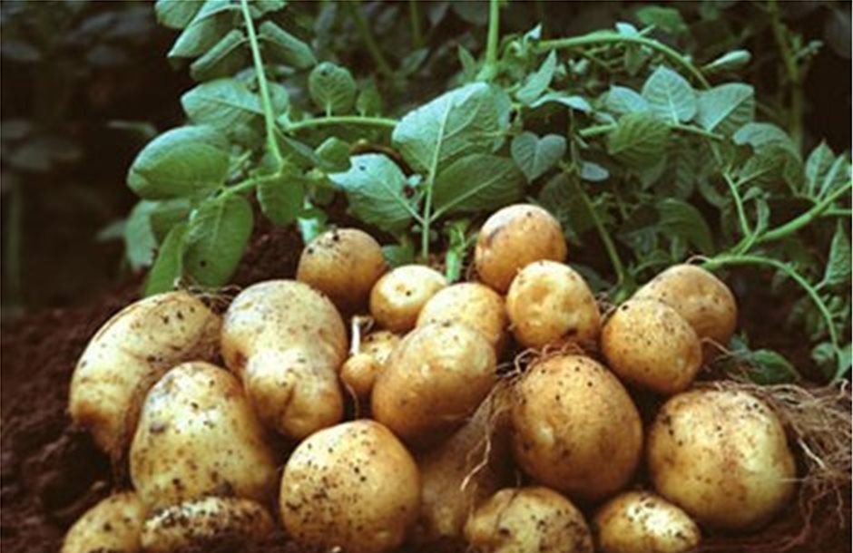 Αυξημένη 9% η παραγωγή πατάτας στην ΕΕ των 28
