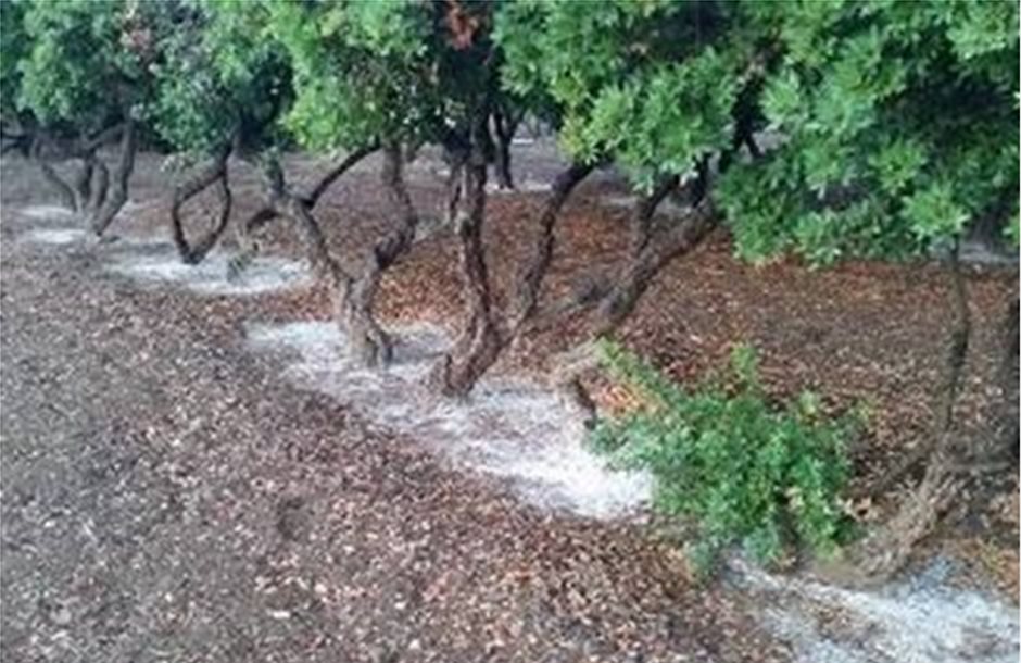 Απώλειες στην παραγωγή μαστίχας Χίου από τις βροχές