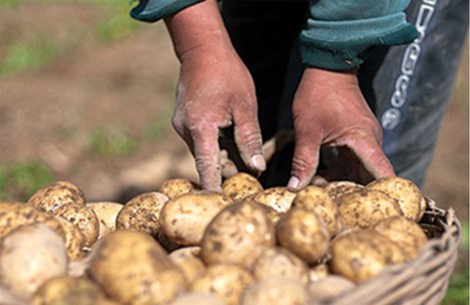 Ασφαλής διακίνηση κονδύλων πατάτας εκτός Κρήτης