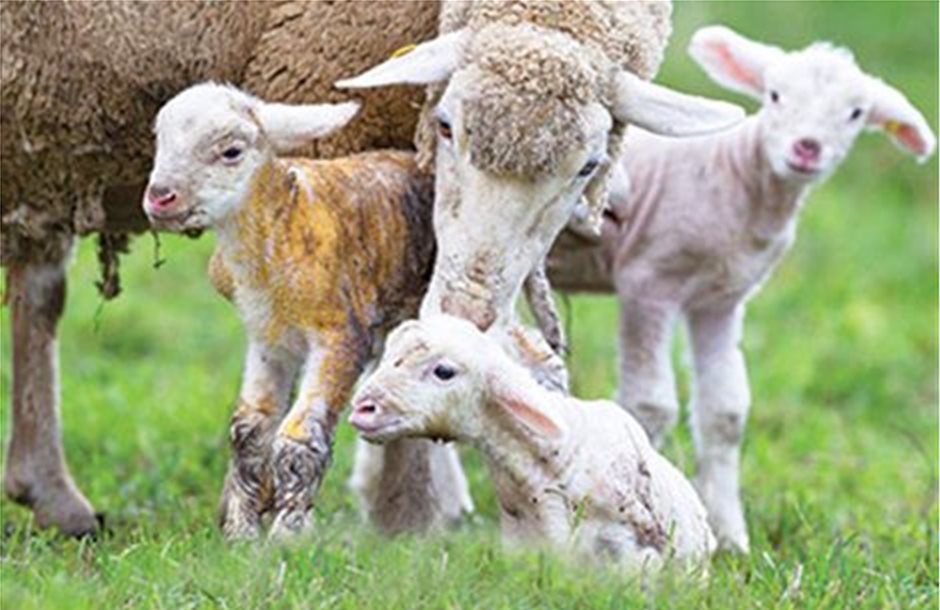 Οι αιγο-προβατοτροφικές εκμεταλλεύσεις στο επίκεντρο εκδήλωσης της ΒΙΟΖΩΚΑΤ