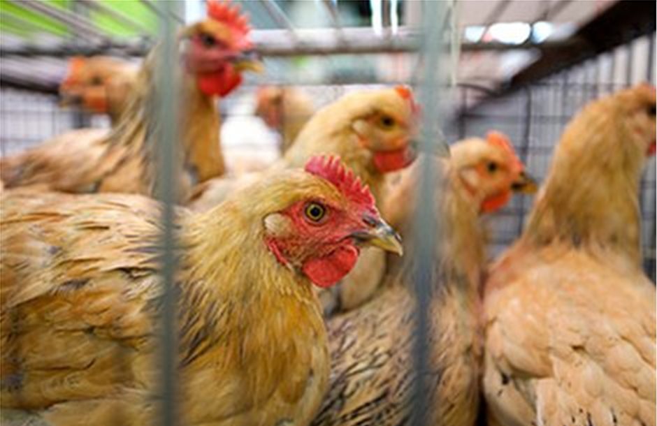 «Ευκαιρία» για Ταϋλάνδη και Βραζιλία οι μειωμένες εξαγωγές πουλερικών της ΕΕ