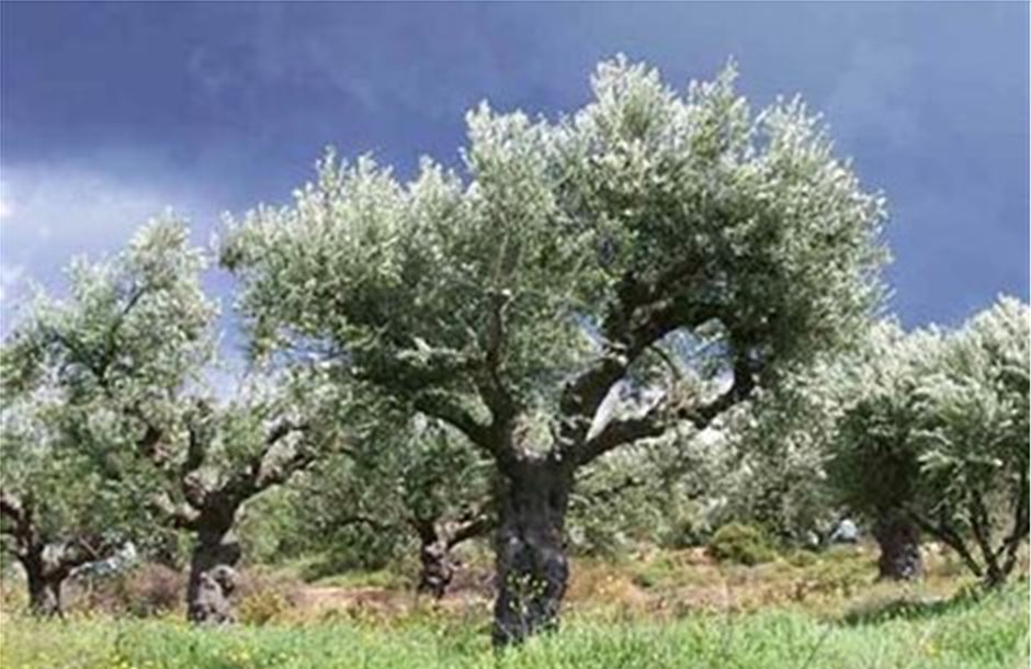 Το κυκλοκόνιο «χαλάει» σε ποιότητα και ποσότητα τις ελιές στη Δυτική Ελλάδα