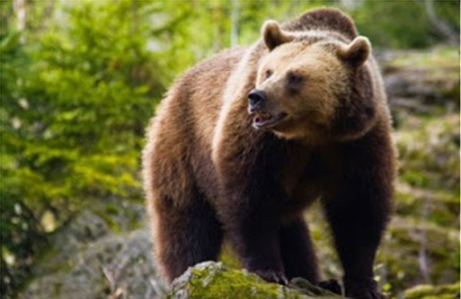 Να ληφθούν άμεσα μέτρα για την καφέ αρκούδα της Πίνδου ζητά ο Γιώργος Αμυράς